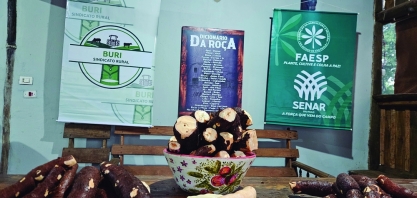 Processamento caseiro de mandioca em Buri promove cultura e a cidade
