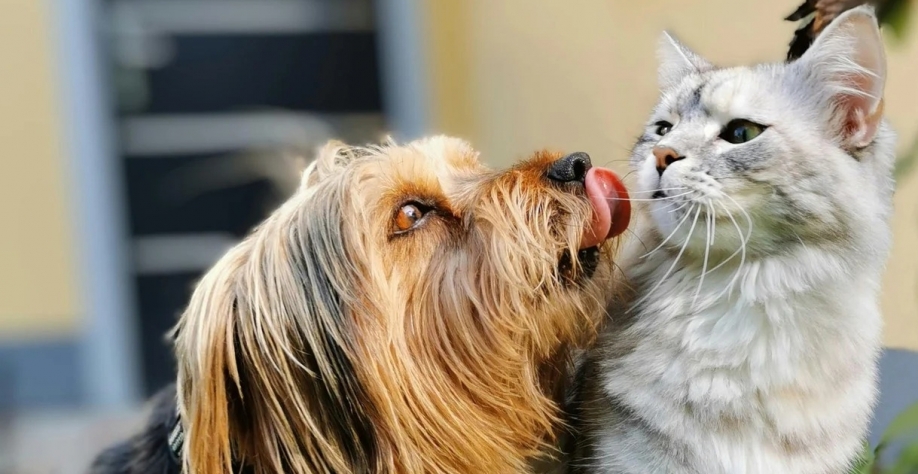Quem ama seu pet, cuida da saúde dele: plantão de vacinação contra a raiva acontece neste sábado, dia 15