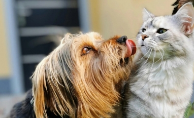 Quem ama seu pet, cuida da saúde dele: plantão de vacinação contra a raiva acontece neste sábado, dia 15