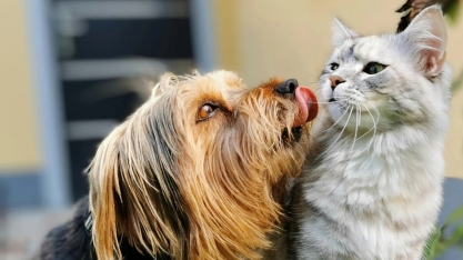 Quem ama seu pet, cuida da saúde dele: plantão de vacinação contra a raiva acontece neste sábado, dia 15