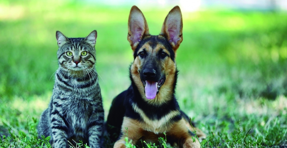 Mutirões de castração oferecem 500 vagas gratuitas para cães e gatos em Sertãozinho e Cruz das Posses