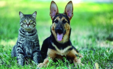Mutirões de castração oferecem 500 vagas gratuitas para cães e gatos em Sertãozinho e Cruz das Posses
